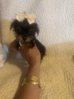 Lil Zadie, a female Yorkshire Terrier for sale in Muldrow, OK – Photo 9 of 9