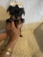 Lil Zadie, a female Yorkshire Terrier for sale in Muldrow, OK – Photo 8 of 9