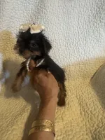 Lil Zadie, a female Yorkshire Terrier for sale in Muldrow, OK – Photo 4 of 9