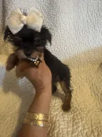 Lil Zadie, a female Yorkshire Terrier for sale in Muldrow, OK – Photo 1 of 9