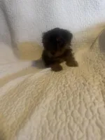 Kia, a male Yorkshire Terrier for sale in Muldrow, OK – Photo 2 of 9