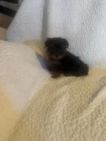 Kia, a male Yorkshire Terrier for sale in Muldrow, OK – Photo 9 of 9