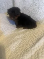 Kia, a male Yorkshire Terrier for sale in Muldrow, OK – Photo 7 of 9