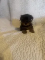 Kia, a male Yorkshire Terrier for sale in Muldrow, OK – Photo 3 of 9