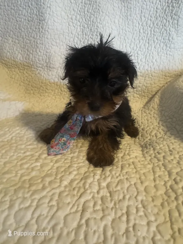 Kia – Yorkshire Terrier puppy for sale in Muldrow, OK