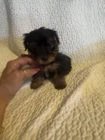 Kia, a male Yorkshire Terrier for sale in Muldrow, OK – Photo 5 of 9