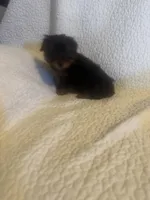 Kia, a male Yorkshire Terrier for sale in Muldrow, OK – Photo 8 of 9