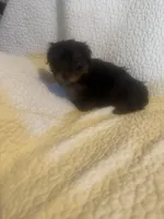 Kia, a male Yorkshire Terrier for sale in Muldrow, OK – Photo 4 of 9