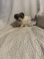 Prince , a male Yorkipoo for sale in Muldrow, OK – 2 of 10