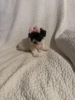 Jazzy , a female Yorkipoo for sale in Muldrow, OK – 6 of 10