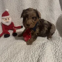 Charlie, a male Yorkipoo for sale in Muldrow, OK – Photo 1 of 2