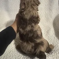 Charlie, a male Yorkipoo for sale in Muldrow, OK – Photo 2 of 2