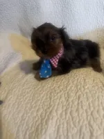 Winston, a male Yorkshire Terrier for sale in Muldrow, OK – Photo 5 of 10