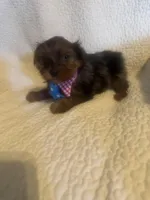 Winston, a male Yorkshire Terrier for sale in Muldrow, OK – Photo 7 of 10