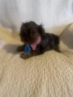 Winston, a male Yorkshire Terrier for sale in Muldrow, OK – Photo 4 of 10