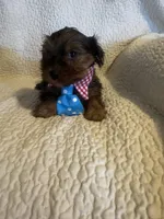 Winston, a male Yorkshire Terrier for sale in Muldrow, OK – Photo 2 of 10