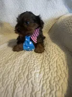 Winston, a male Yorkshire Terrier for sale in Muldrow, OK – Photo 3 of 10