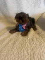 Winston, a male Yorkshire Terrier for sale in Muldrow, OK – Photo 8 of 10