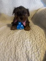 Winston, a male Yorkshire Terrier for sale in Muldrow, OK – Photo 6 of 10