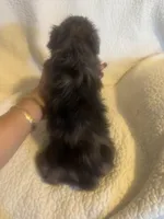 Winston, a male Yorkshire Terrier for sale in Muldrow, OK – Photo 10 of 10