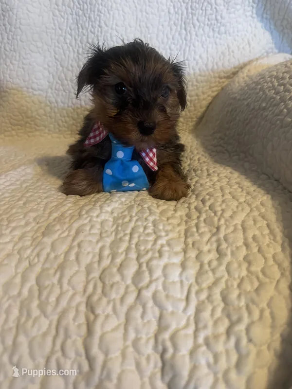 Winston – Yorkshire Terrier puppy for sale in Muldrow, OK