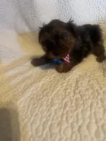 Winston, a male Yorkshire Terrier for sale in Muldrow, OK – Photo 9 of 10