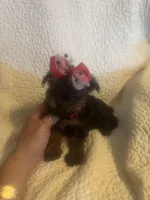 Mitzi, a female Yorkshire Terrier for sale in Muldrow, OK – Photo 4 of 10