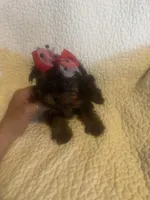 Mitzi, a female Yorkshire Terrier for sale in Muldrow, OK – Photo 7 of 10