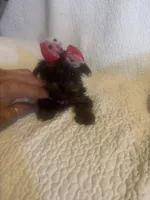 Mitzi, a female Yorkshire Terrier for sale in Muldrow, OK – Photo 2 of 10