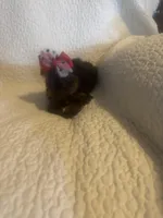 Mitzi, a female Yorkshire Terrier for sale in Muldrow, OK – Photo 8 of 10