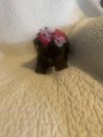 Mitzi, a female Yorkshire Terrier for sale in Muldrow, OK – Photo 6 of 10