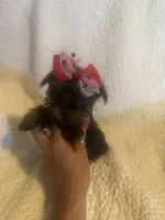 Mitzi, a female Yorkshire Terrier for sale in Muldrow, OK – Photo 3 of 10