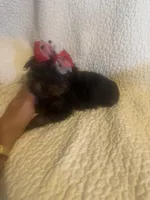 Mitzi, a female Yorkshire Terrier for sale in Muldrow, OK – Photo 10 of 10