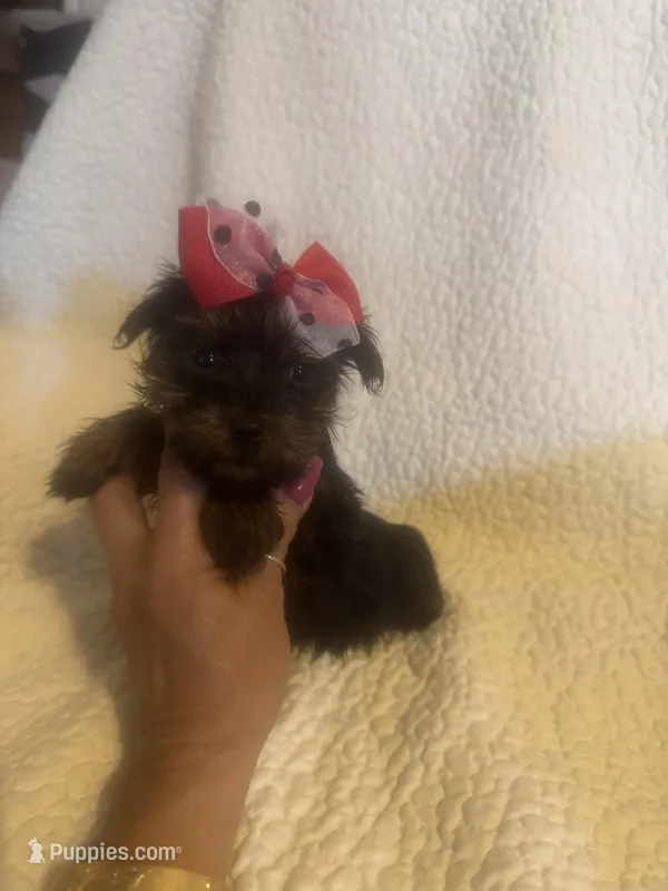 Mitzi – Yorkshire Terrier puppy for sale in Muldrow, OK