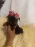 Mitzi, a female Yorkshire Terrier for sale in Muldrow, OK – Photo 1 of 10