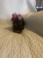 Mitzi, a female Yorkshire Terrier for sale in Muldrow, OK – Photo 9 of 10