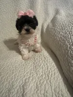 Jazzy , a female Yorkipoo for sale in Muldrow, OK – 2 of 10