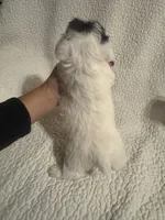 Bella, a female Yorkipoo for sale in Muldrow, OK – Photo 2 of 2