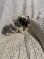 Prince , a male Yorkipoo for sale in Muldrow, OK – 7 of 10