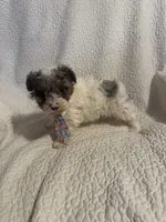 Prince , a male Yorkipoo for sale in Muldrow, OK – 8 of 10