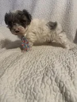 Prince , a male Yorkipoo for sale in Muldrow, OK – 6 of 10