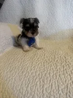 Ziggie , a male Yorkipoo for sale in Muldrow, OK – Photo 9 of 10