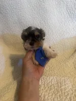 Ziggie , a male Yorkipoo for sale in Muldrow, OK – Photo 3 of 10