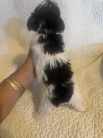 Ziggie , a male Yorkipoo for sale in Muldrow, OK – Photo 4 of 10