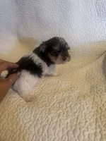 Ziggie , a male Yorkipoo for sale in Muldrow, OK – Photo 5 of 10