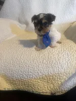 Ziggie , a male Yorkipoo for sale in Muldrow, OK – Photo 7 of 10