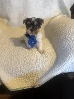 Ziggie , a male Yorkipoo for sale in Muldrow, OK – Photo 6 of 10