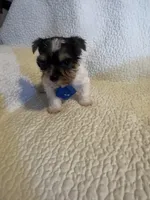 Ziggie , a male Yorkipoo for sale in Muldrow, OK – Photo 10 of 10