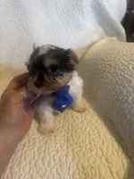 Ziggie , a male Yorkipoo for sale in Muldrow, OK – Photo 8 of 10