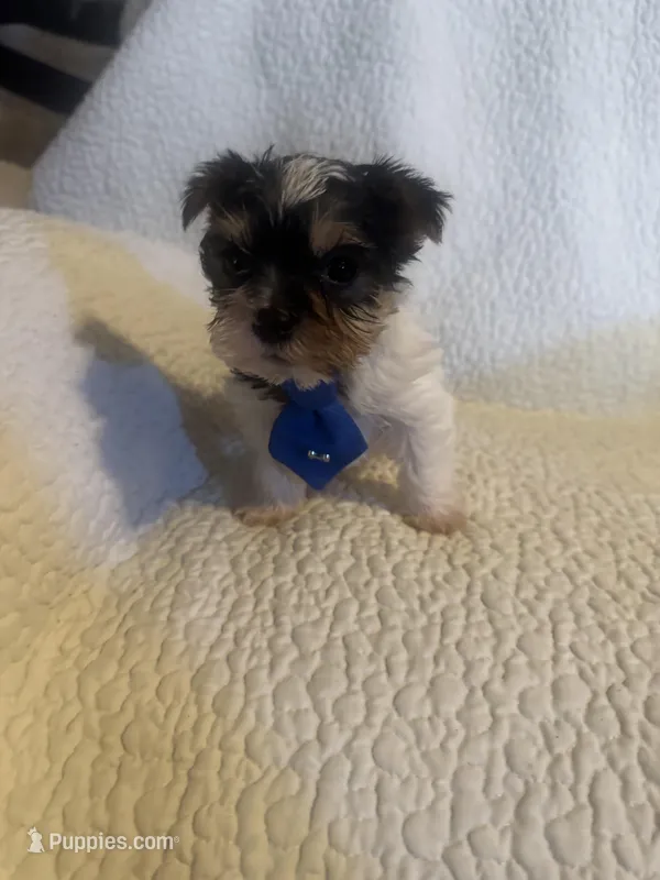 Ziggie  – Yorkipoo puppy for sale in Muldrow, OK